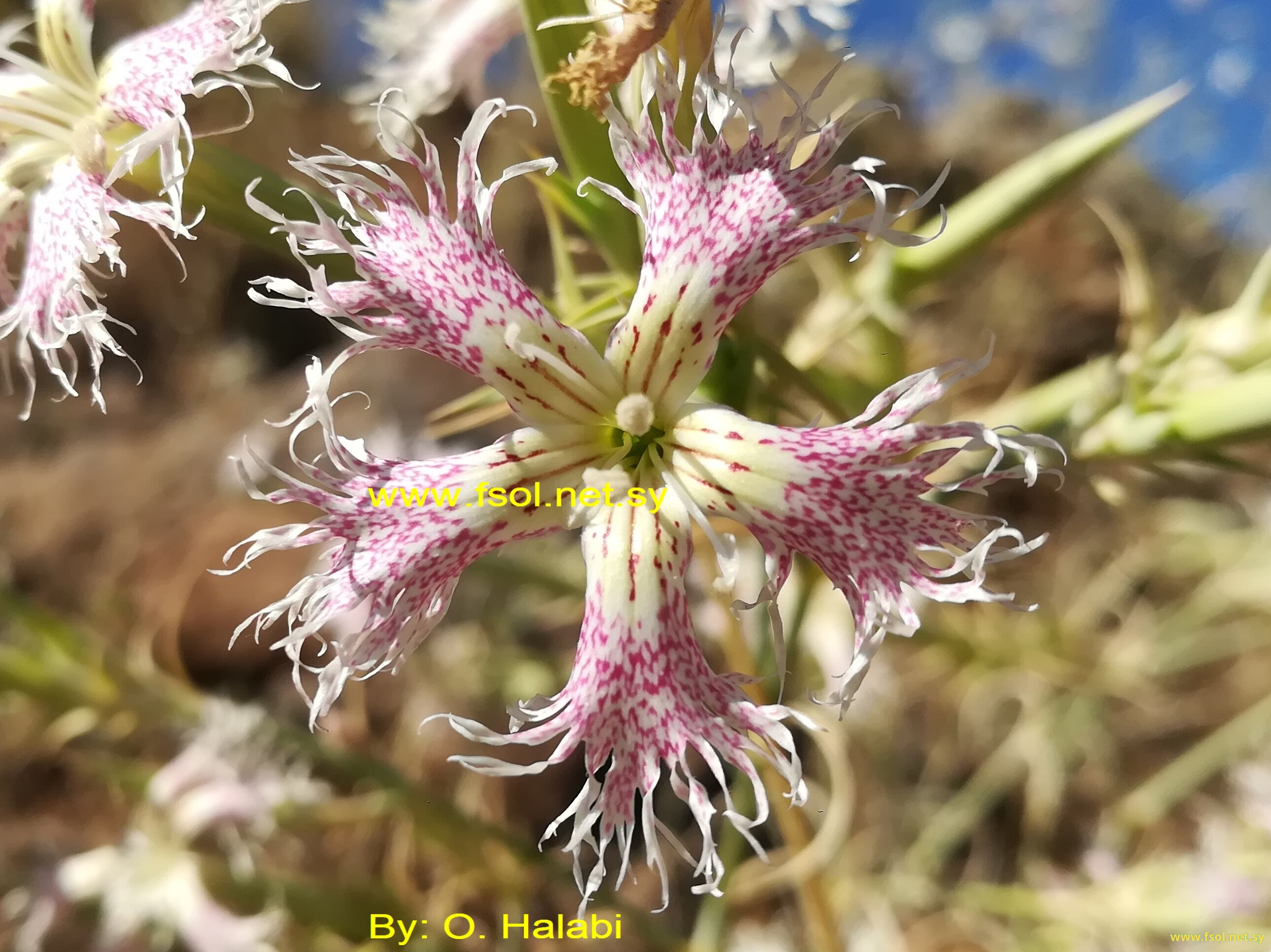 Dianthus libanotis Labill.