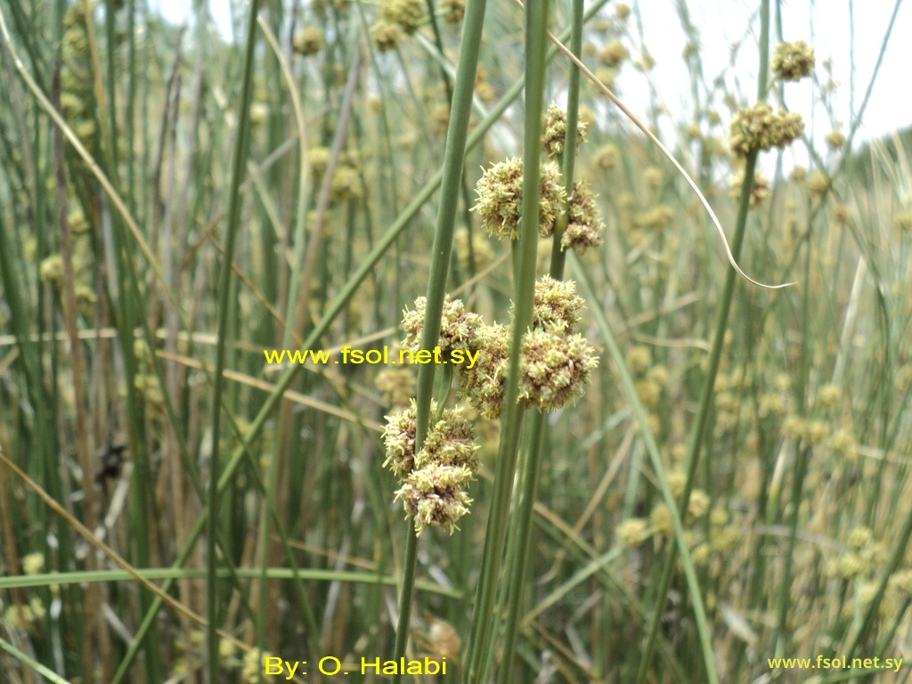 Scirpus holoschoenus L.
