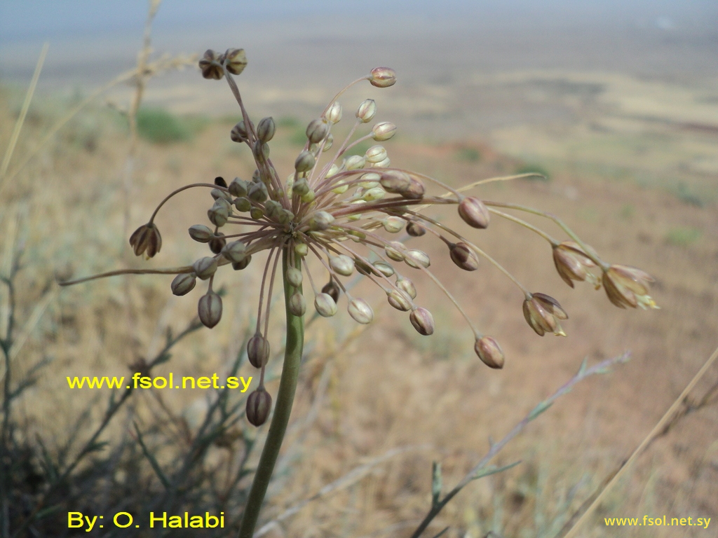 Allium albotunicatum O.Schwarz