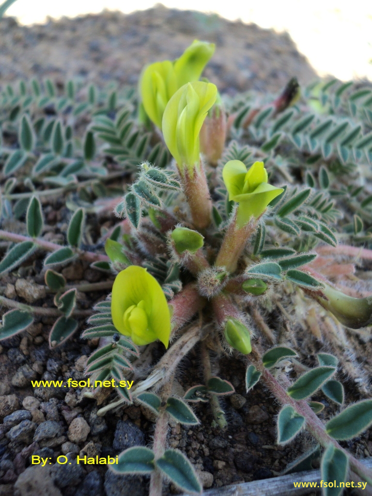 Astragalus caprinus L.