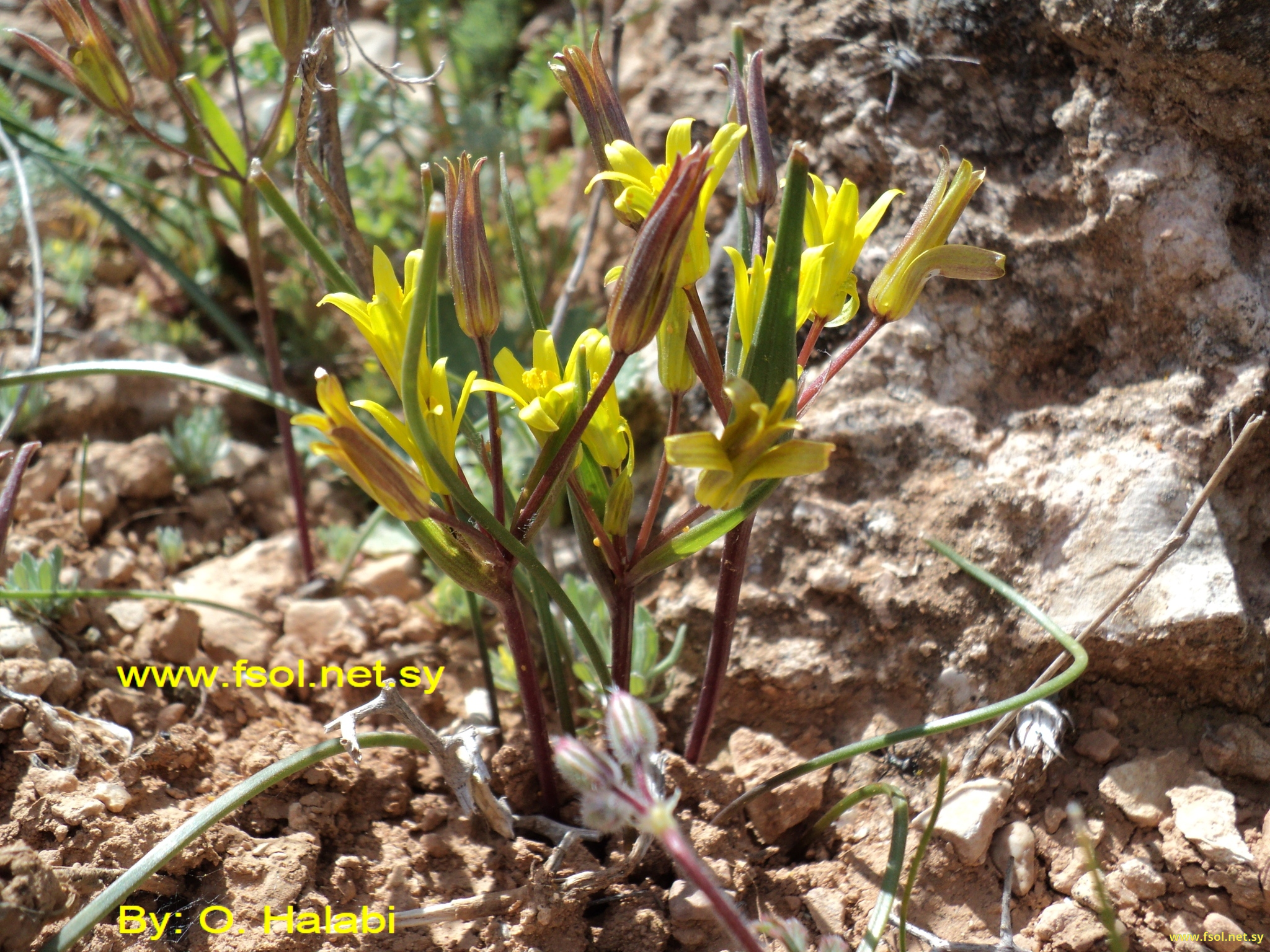 Gagea villosa (M.Bieb.) Sweet