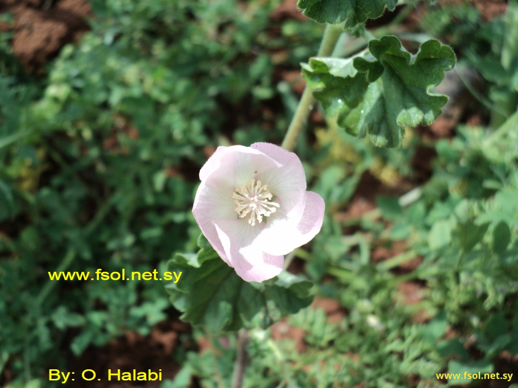 Malvella sherardiana (L.) Jaub.& Spach.