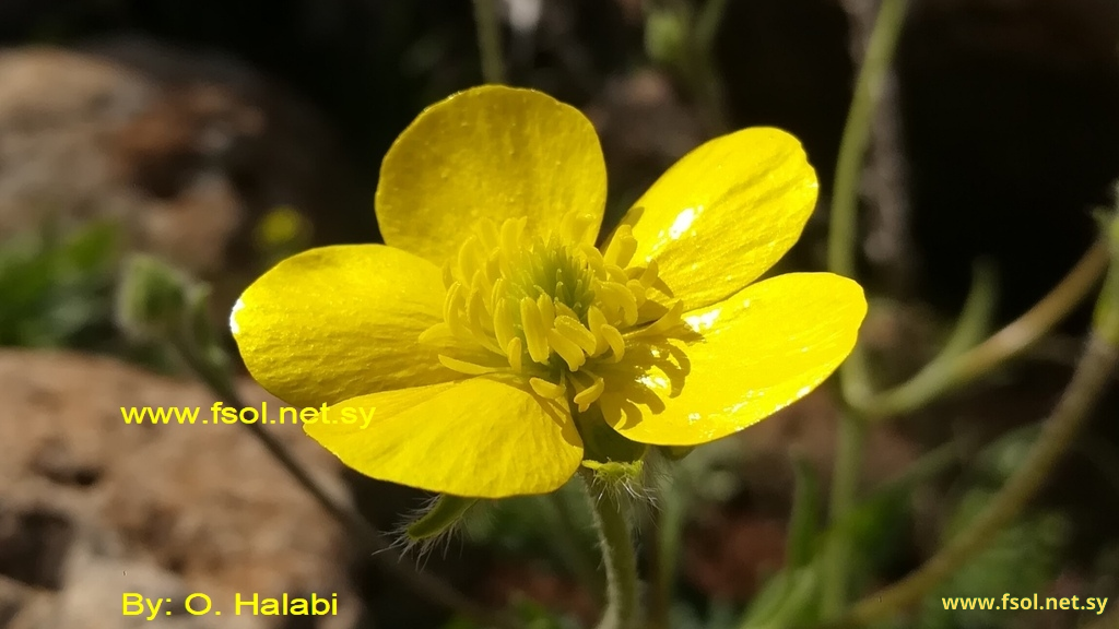 Ranunculus neocuneatus C.C.Towns.