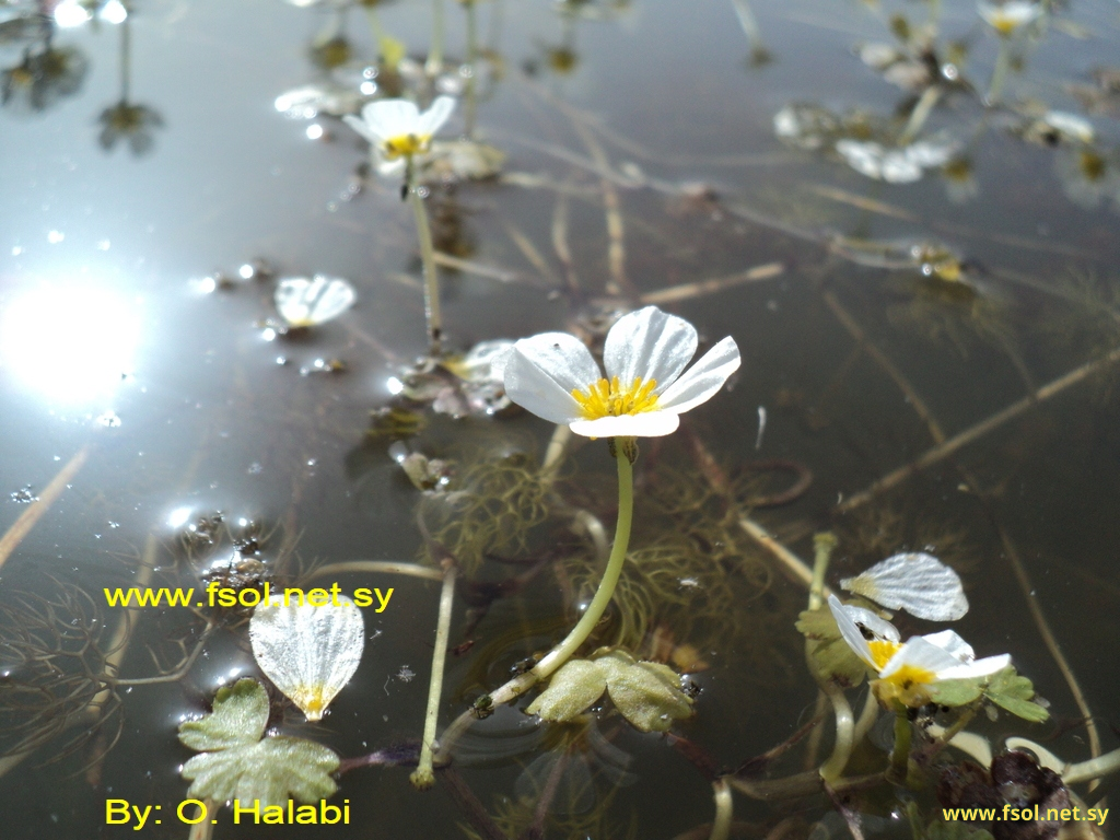 Ranunculus sphaerospermus Boiss. et Bl