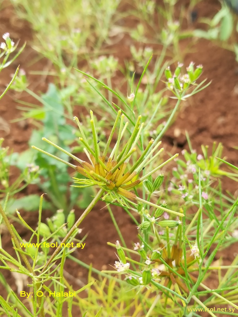 Scandix stellata Banks et Sol.