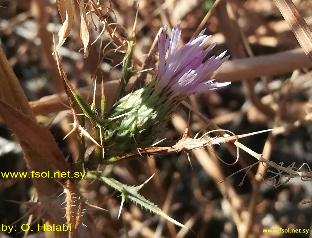 Cirsium phyllocephalum Boiss. et Blanch