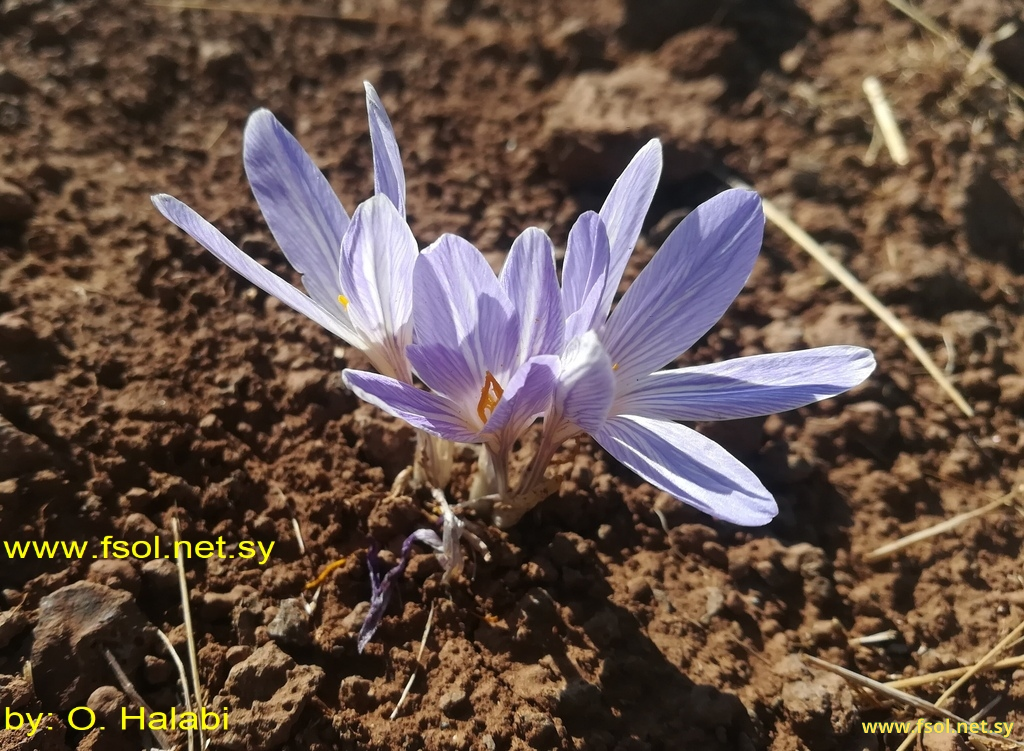 Crocus cancellatus Herbert.