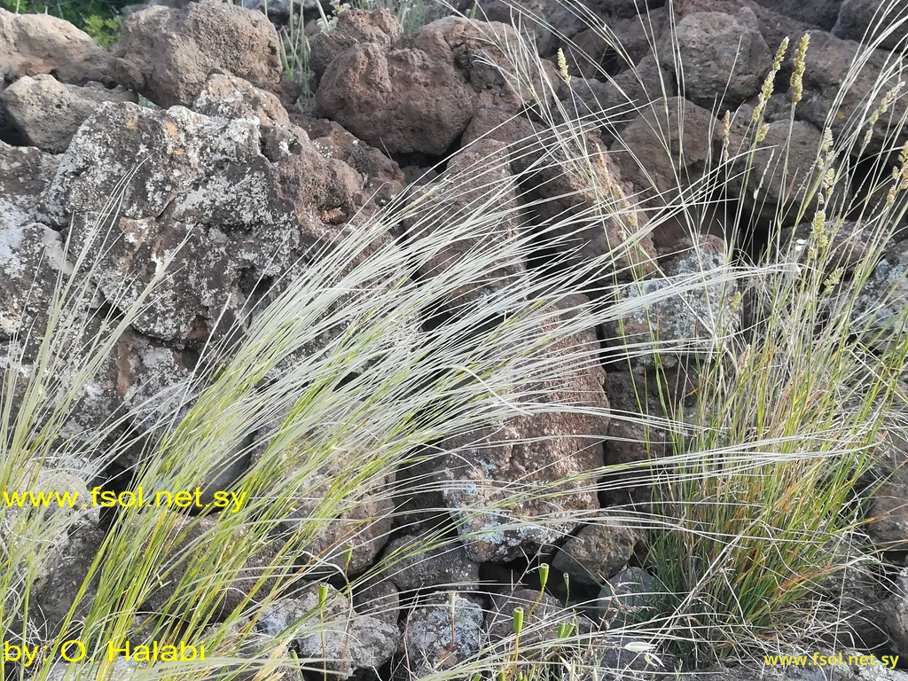 Stipa arabica Trin. & Rupr.