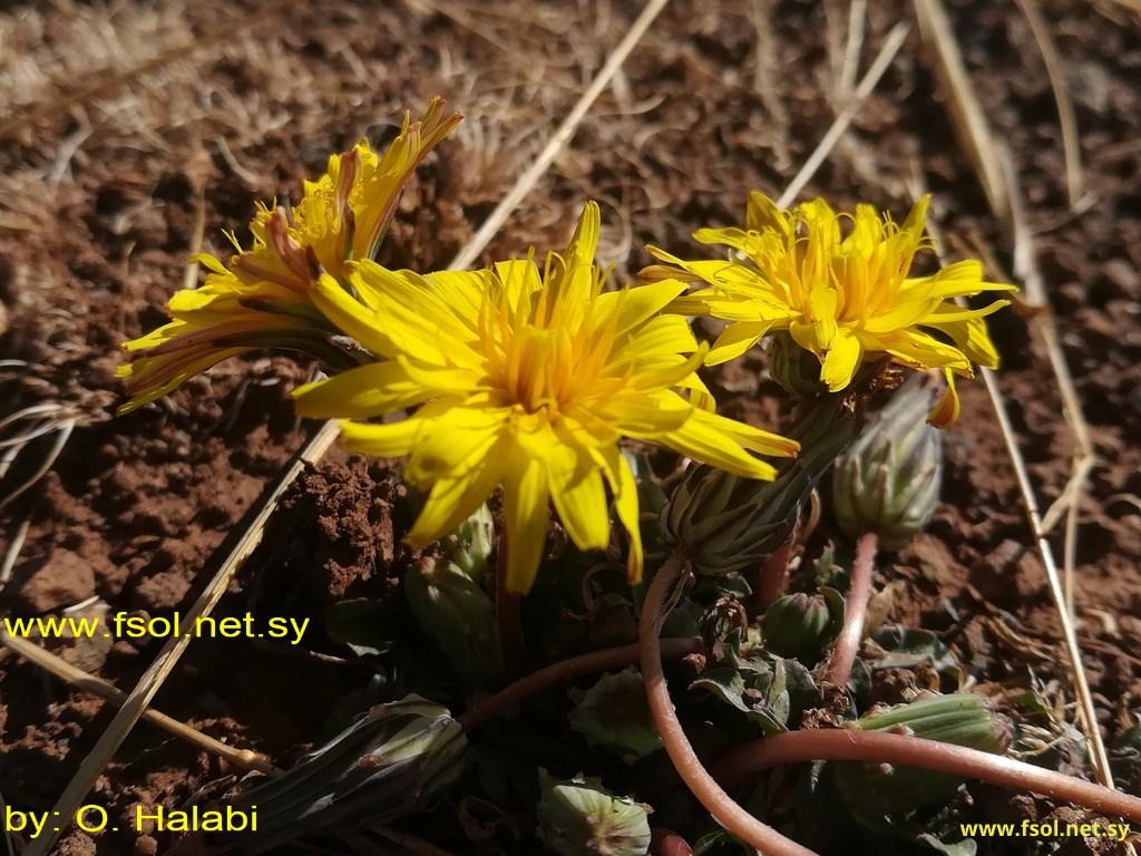 Taraxacum cyprium H.Lindb.