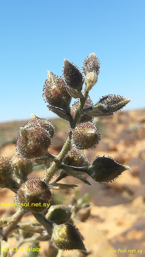 Biebersteinia multifida D.C.