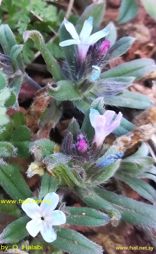 Lithospermum incrassatum Guss.