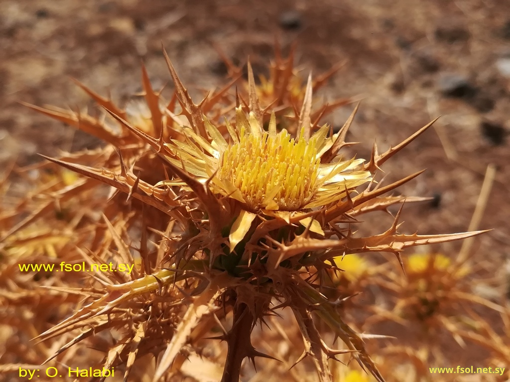 Carlina curetum Heldr. ex. Hal.