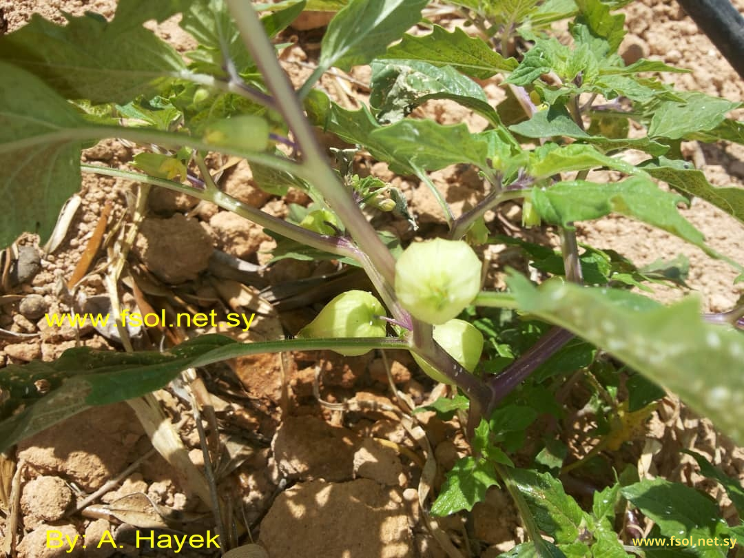 Physalis angulata L.