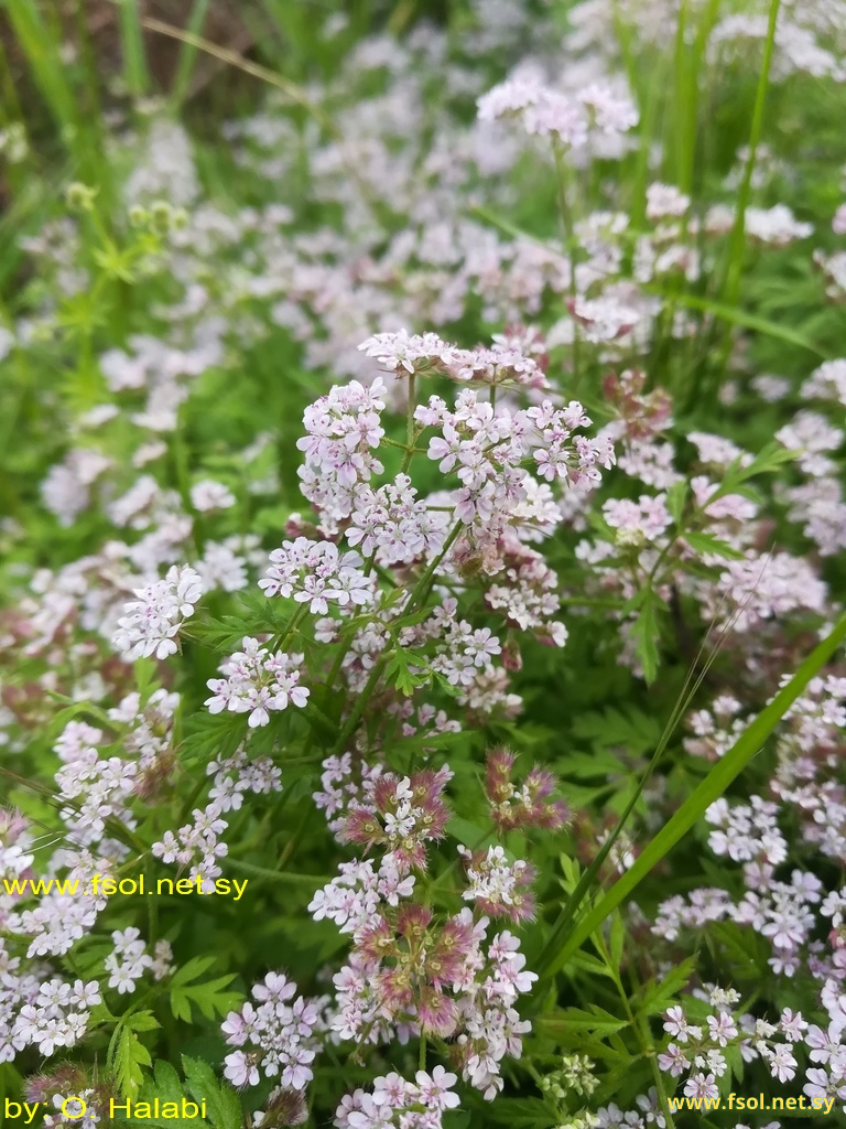Chaetosciadium trichospermum (L.) Boiss.