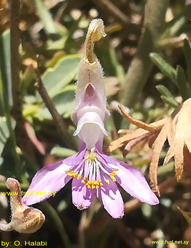 Consolida scleroclada (Boiss.) Scroedgr.