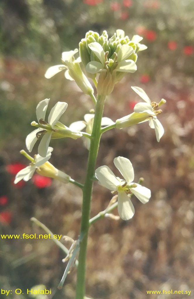 Erysimum crassipes C.A. Mey.