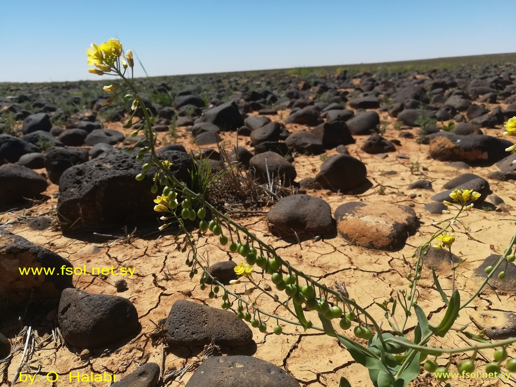 Glastaria glastifolia (DC.) Kuntze