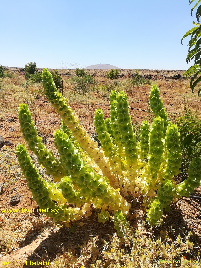 Moluccella laevis L.