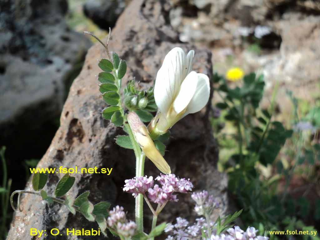 Vicia  lutea L.