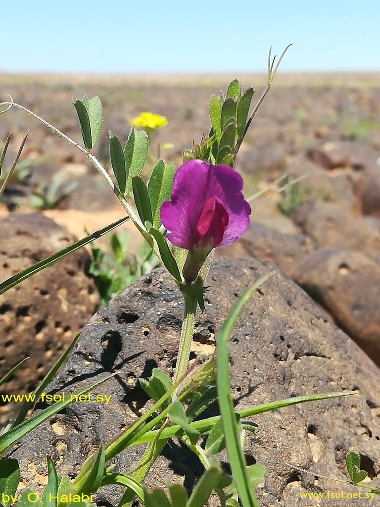 Vicia sativa  L.