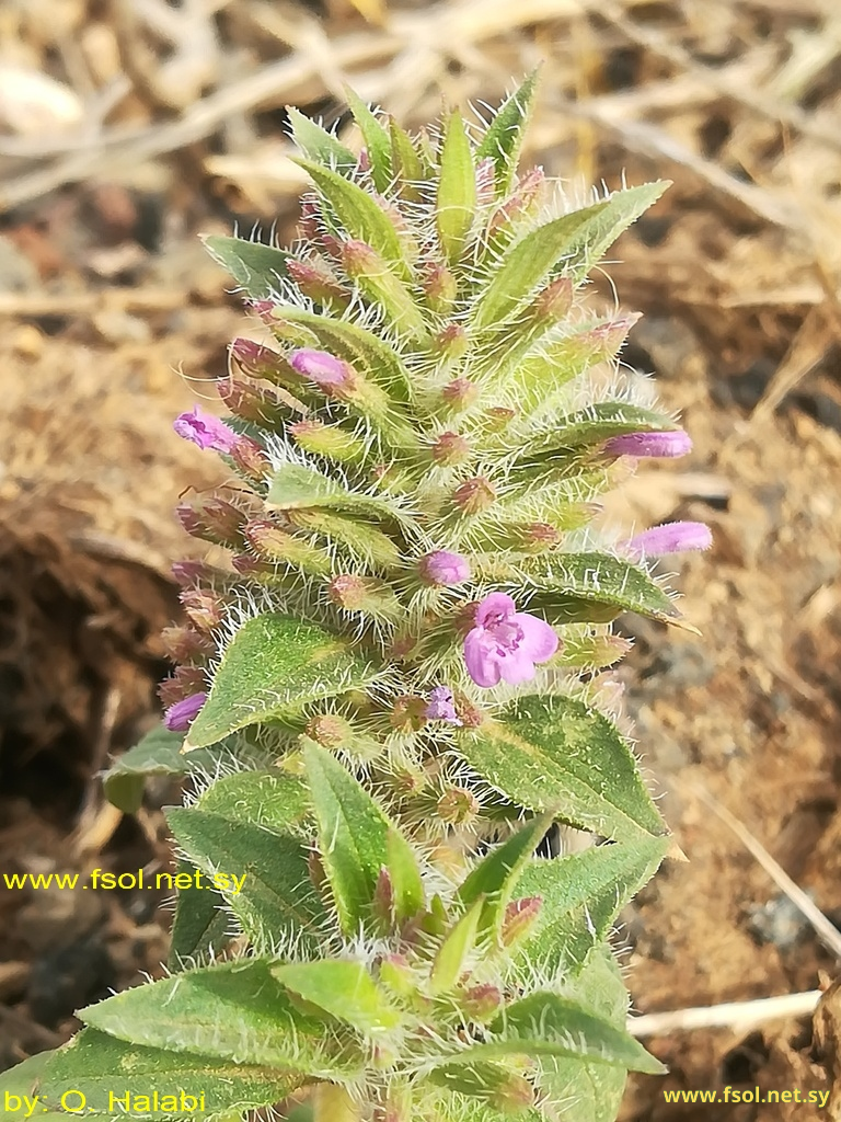 Ziziphora tenuior L.