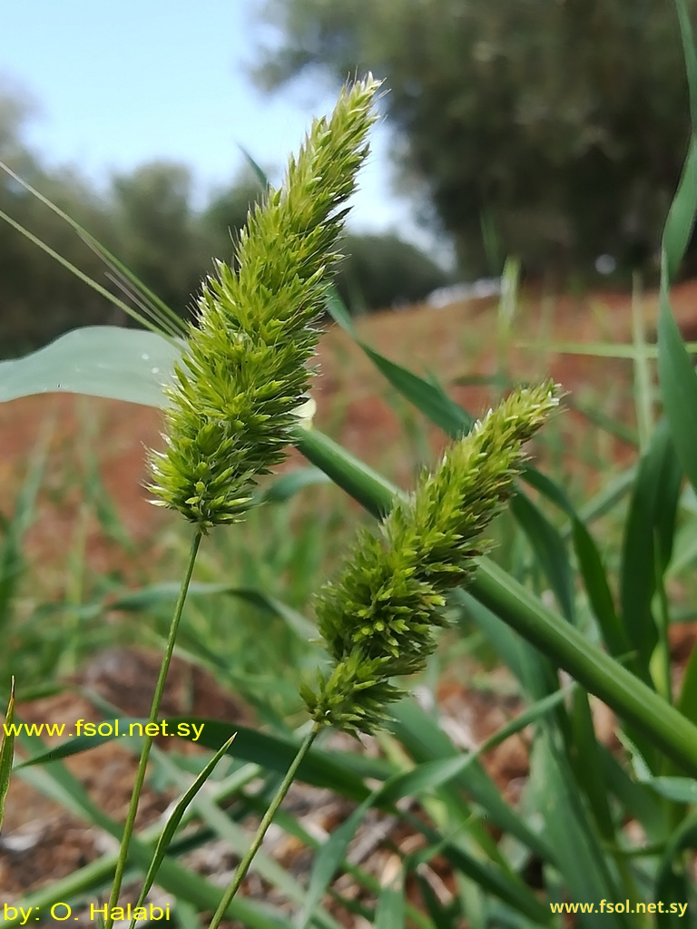 Koeleria phleoides (Vill.) Pers.