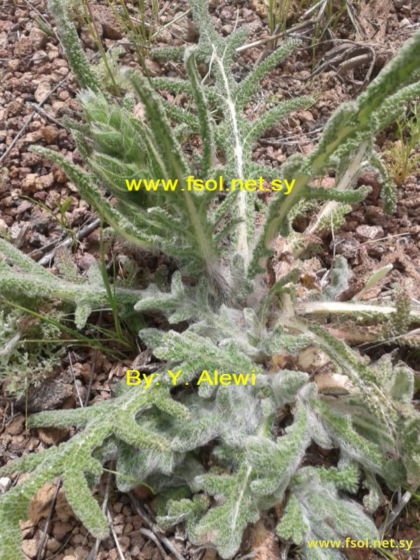 Salvia ceratophylla L.