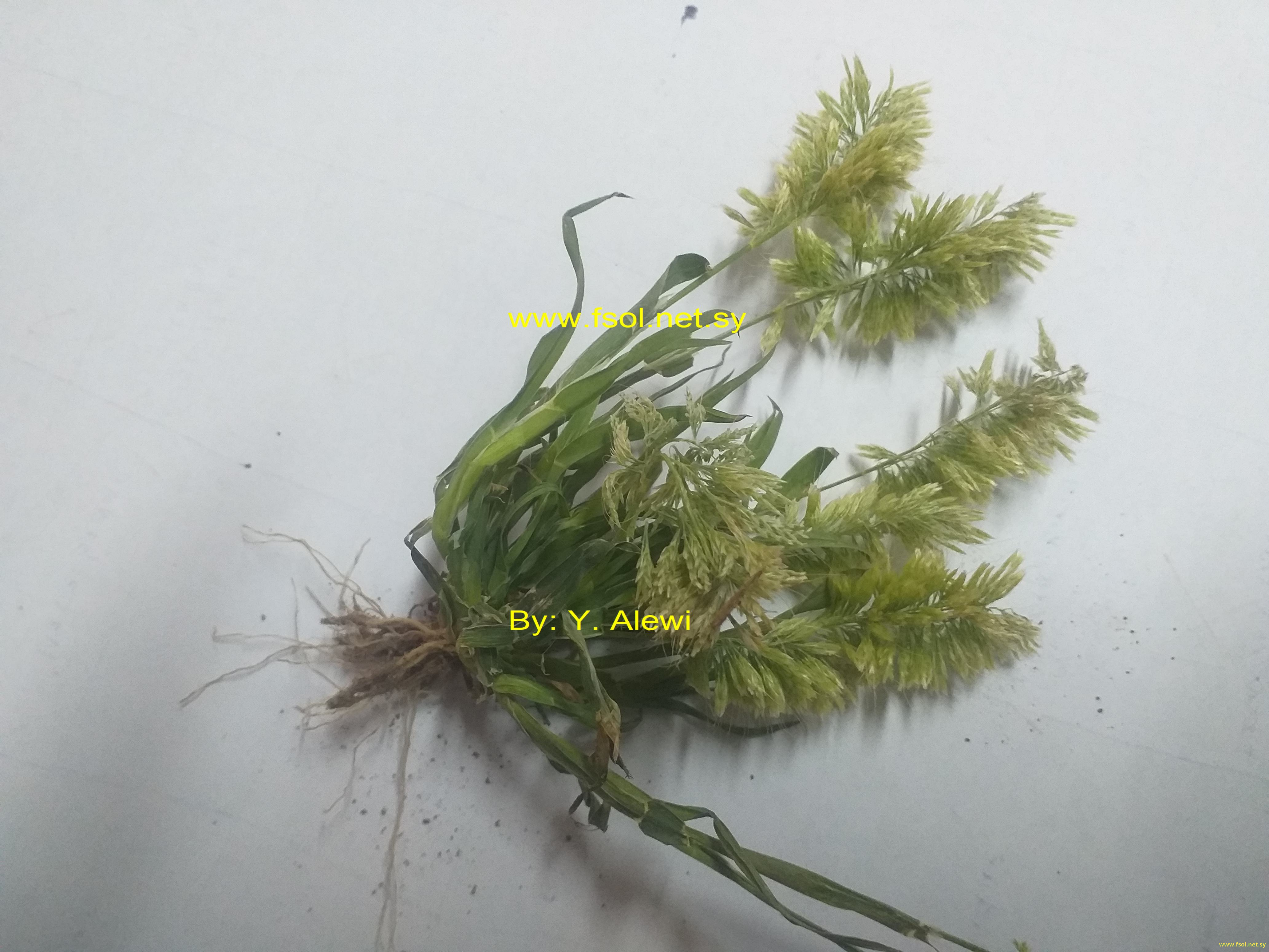Lamarckia aurea (L.) Moench.