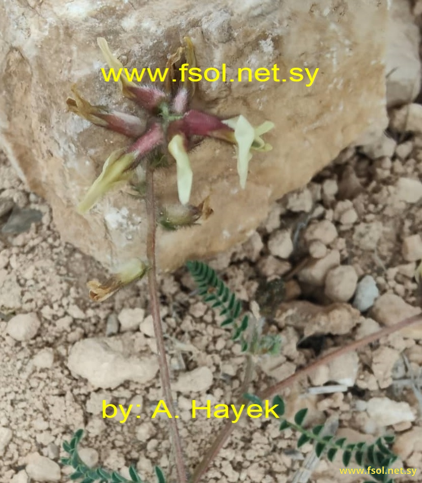 Astragalus suberosus Banks et Sol