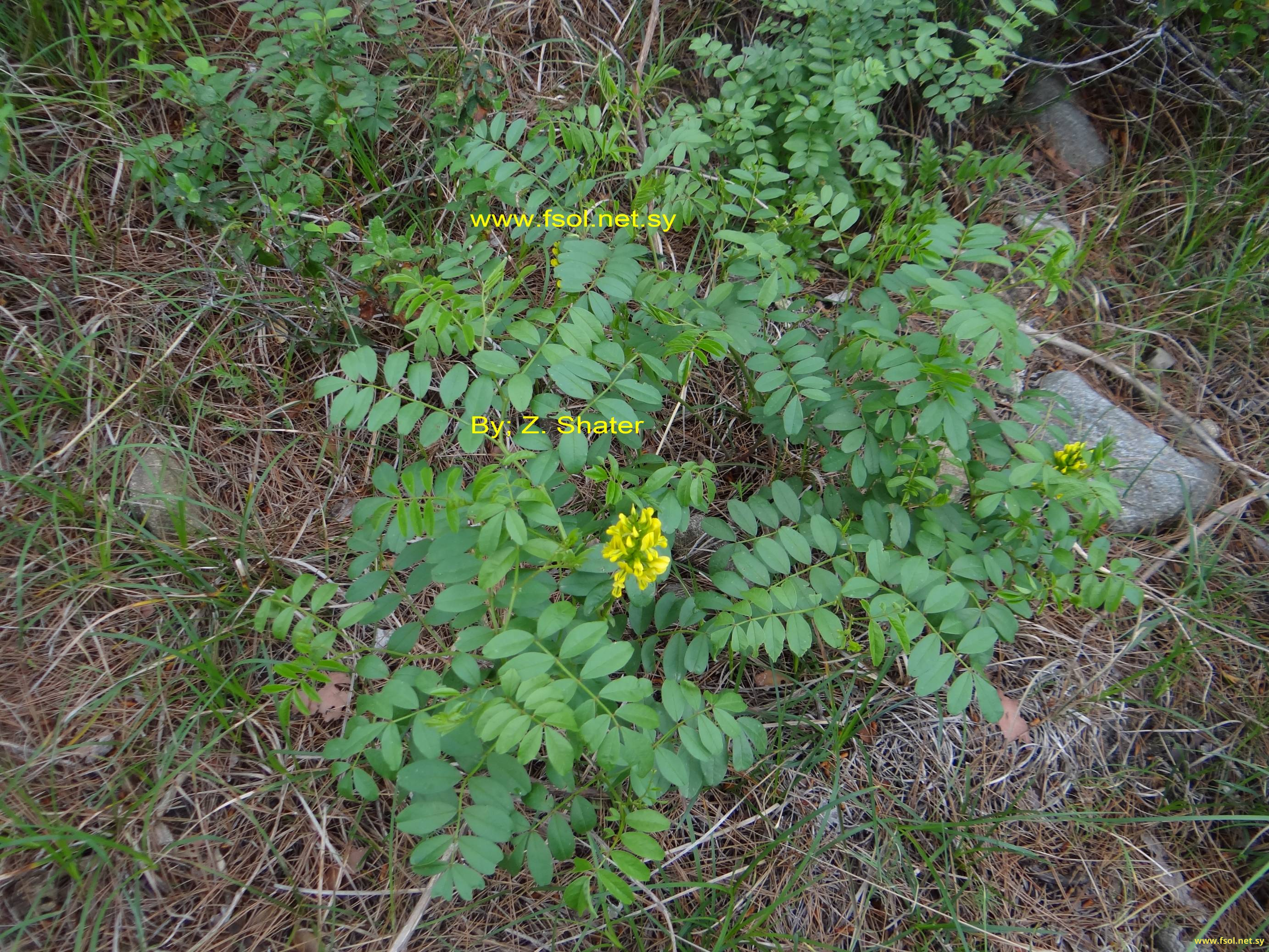 Glycyrrhizopsis flavescens (Boiss.) Boiss.