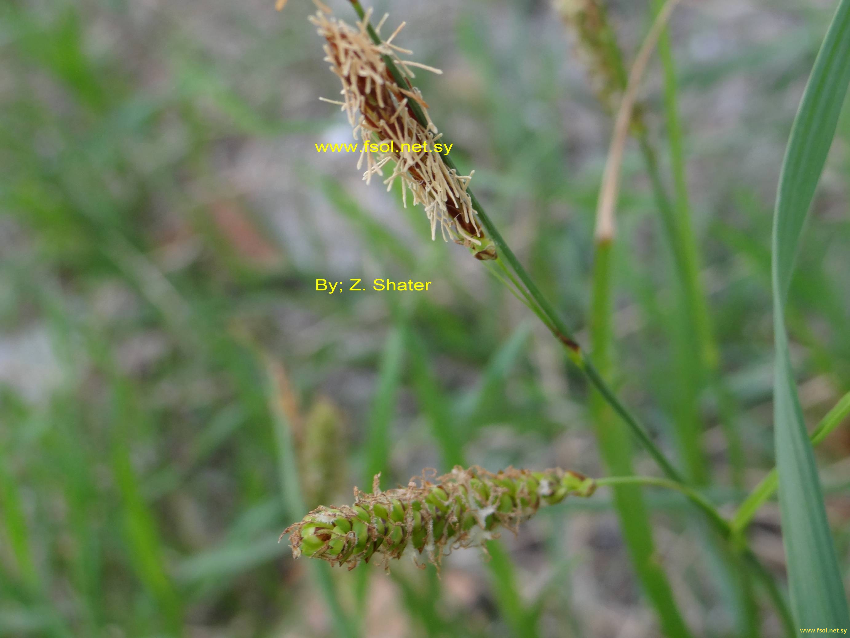 Carex flacca Schreb.