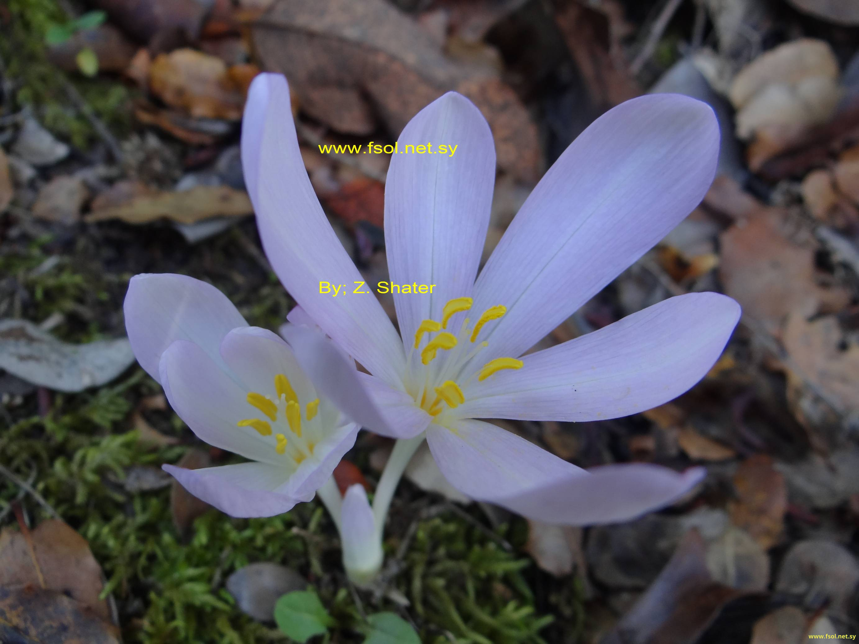 Muscari racemosum (L.) Mill.