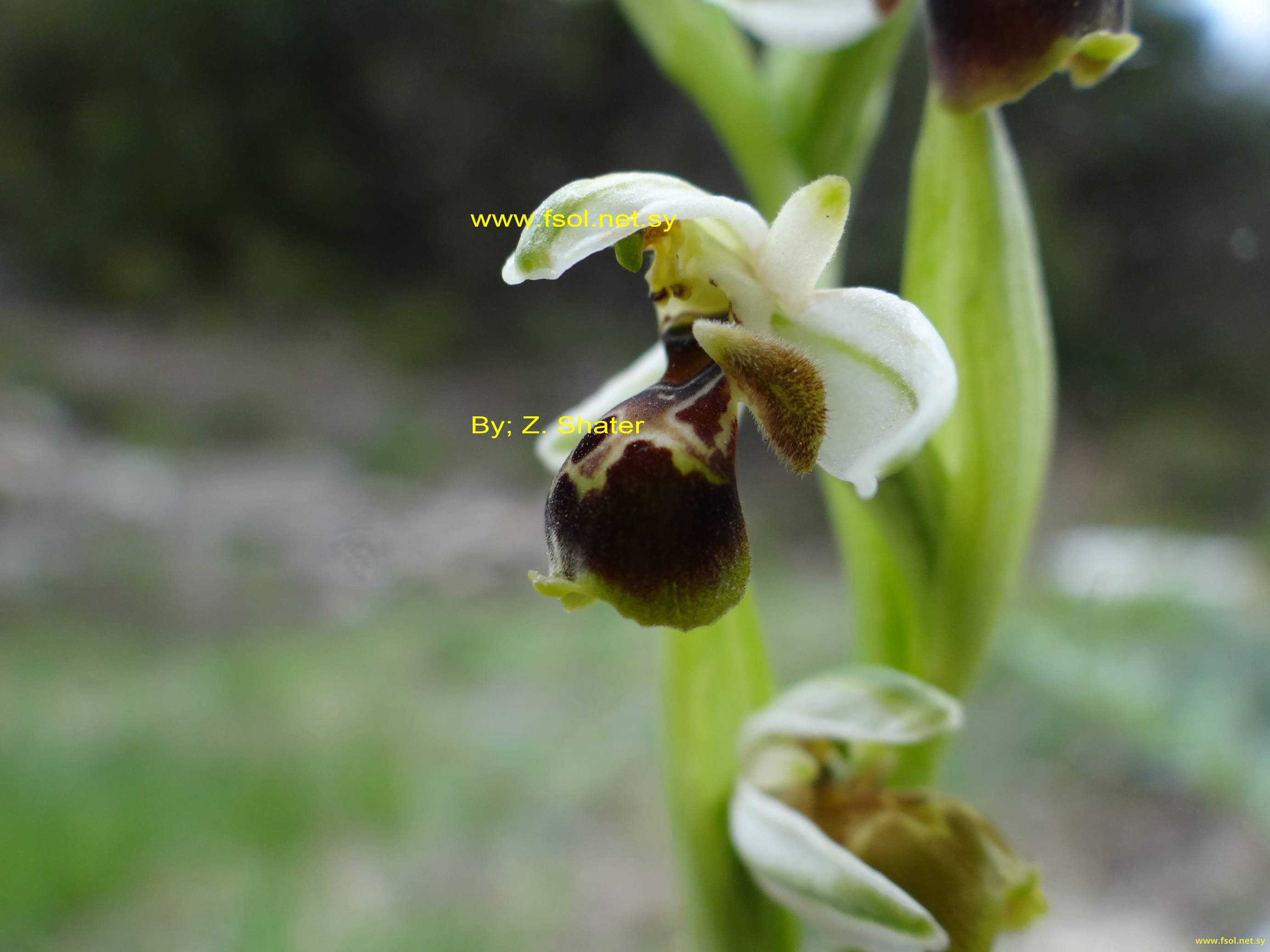 Ophrys umbilicata Desf.