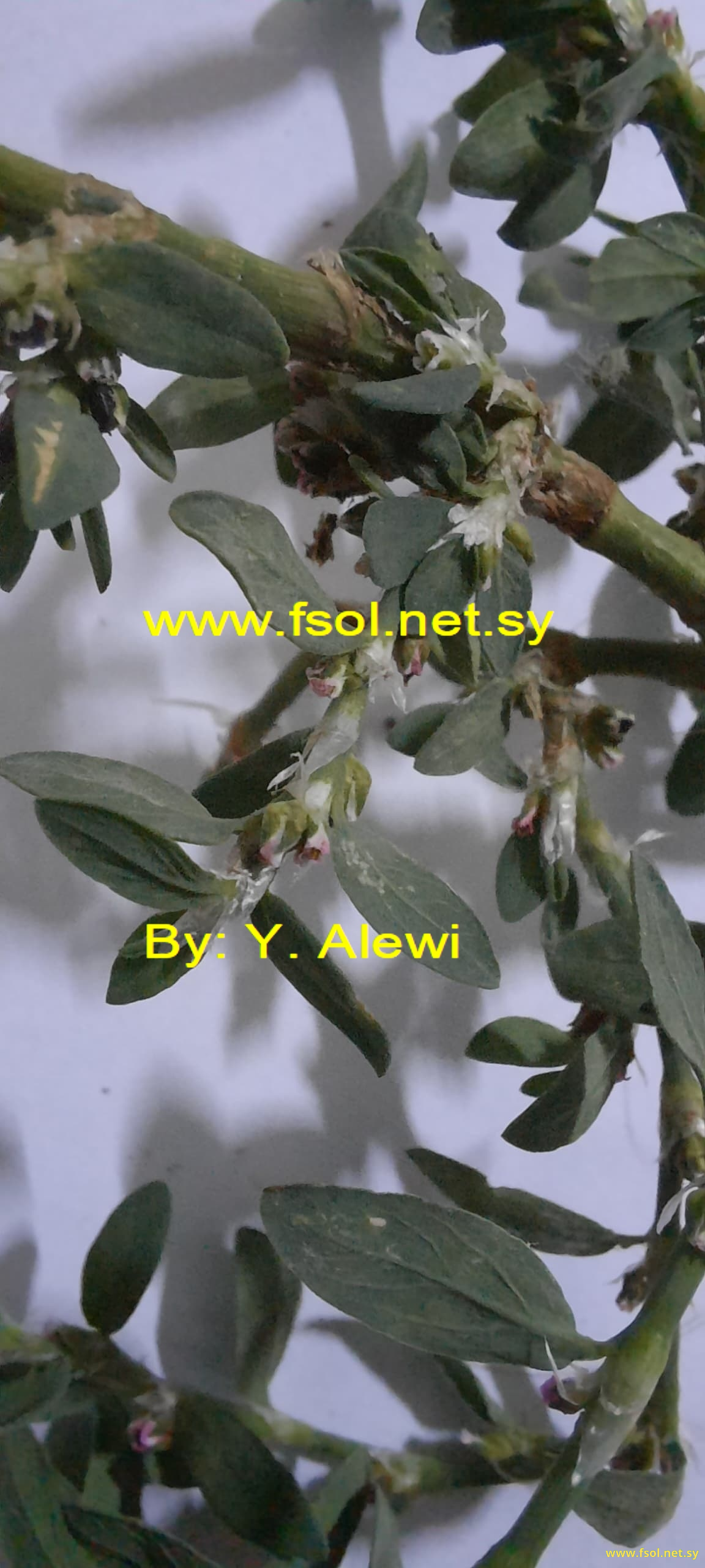 Polygonum aviculare  L.