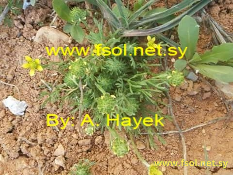 Ceratocephalus falcatus (L.) Pers.