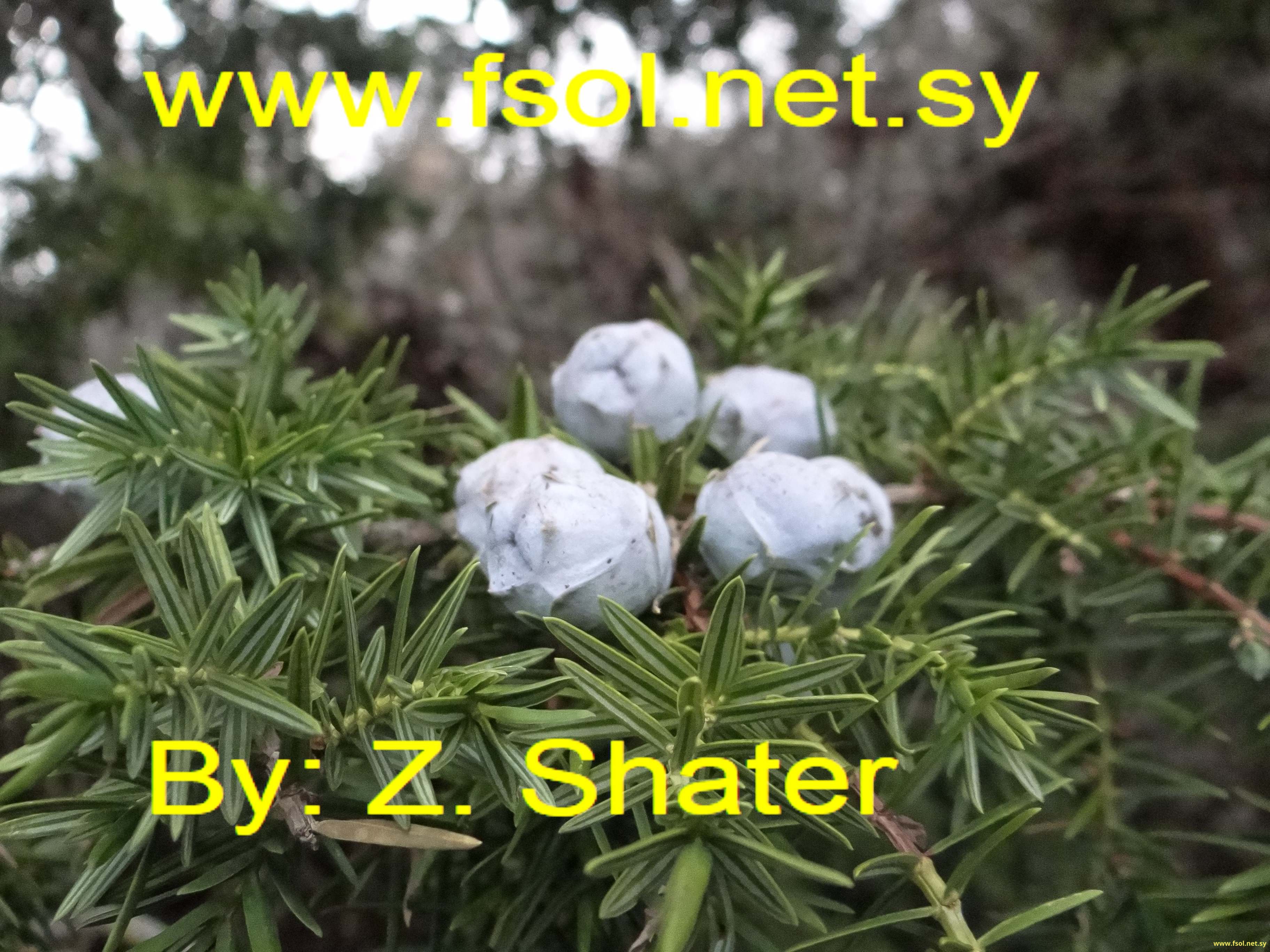 Arceuthos drupacea Labill.