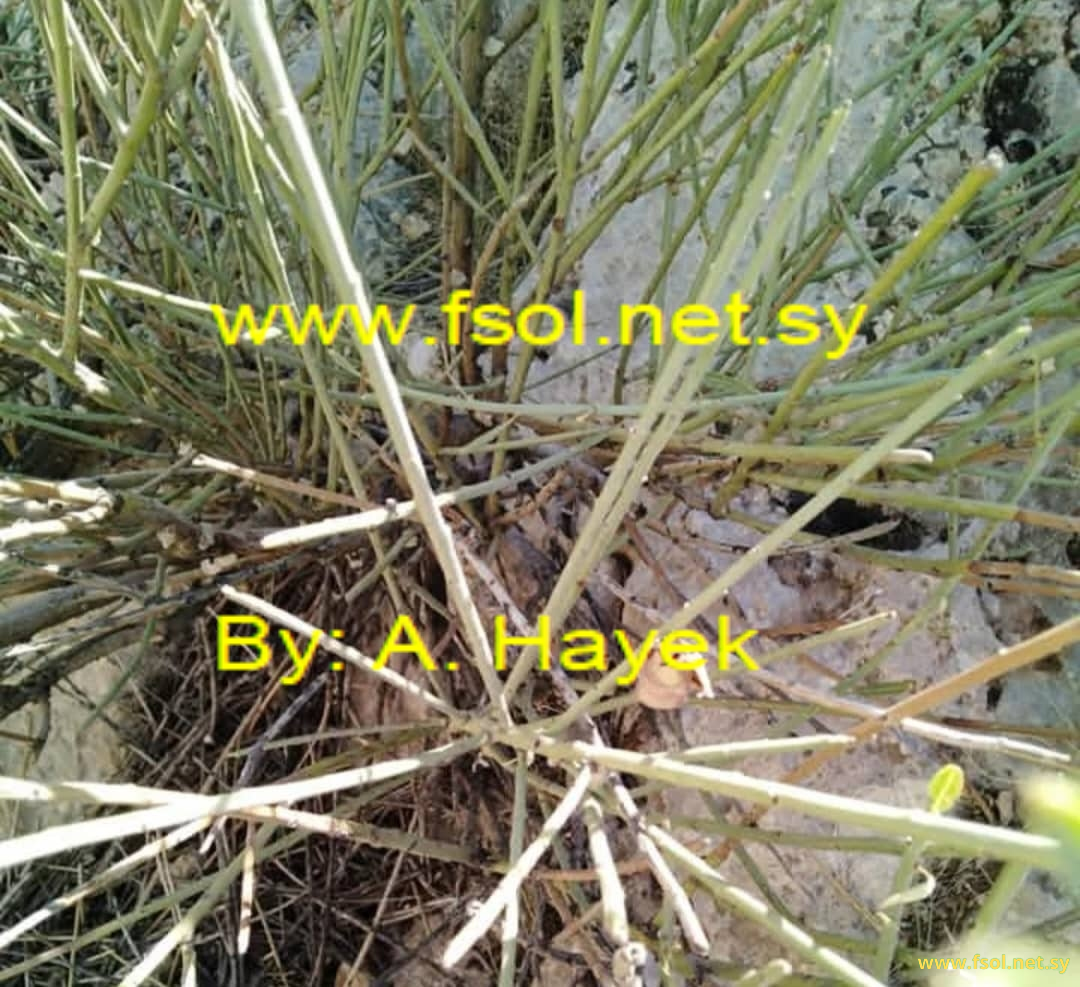 Amygdalus spartioides Spach.